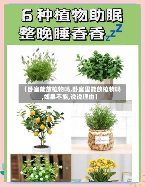 【卧室能放植物吗,卧室里能放植物吗,如果不能,说说理由】-第2张图片
